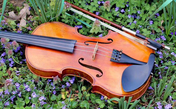 violin with violets